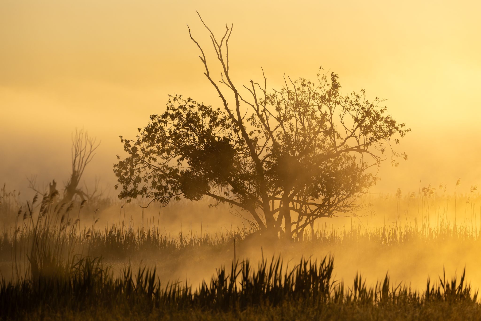 Morgennebel