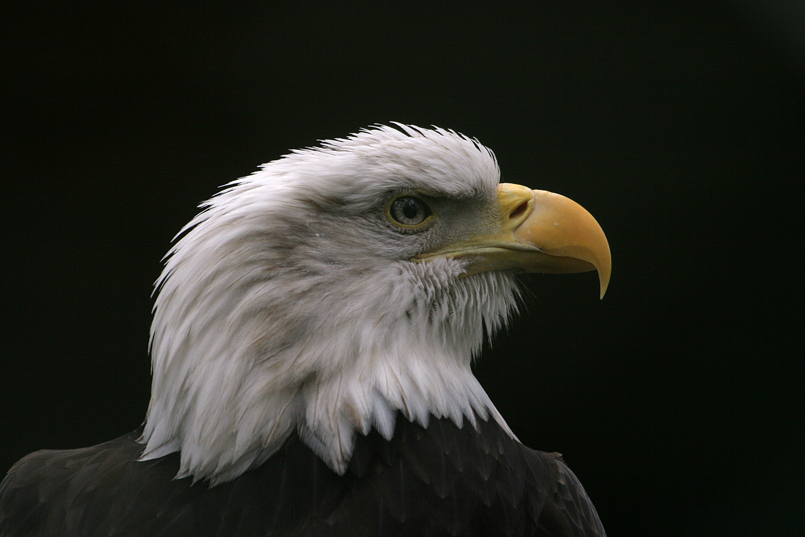 Weißkopfseeadler