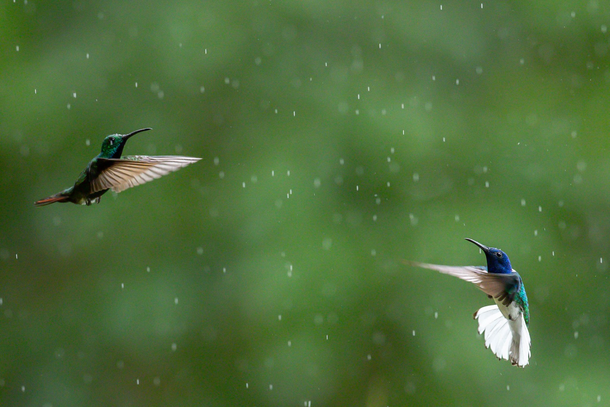 Green-breasted Mangoand White-necked Jacobin
