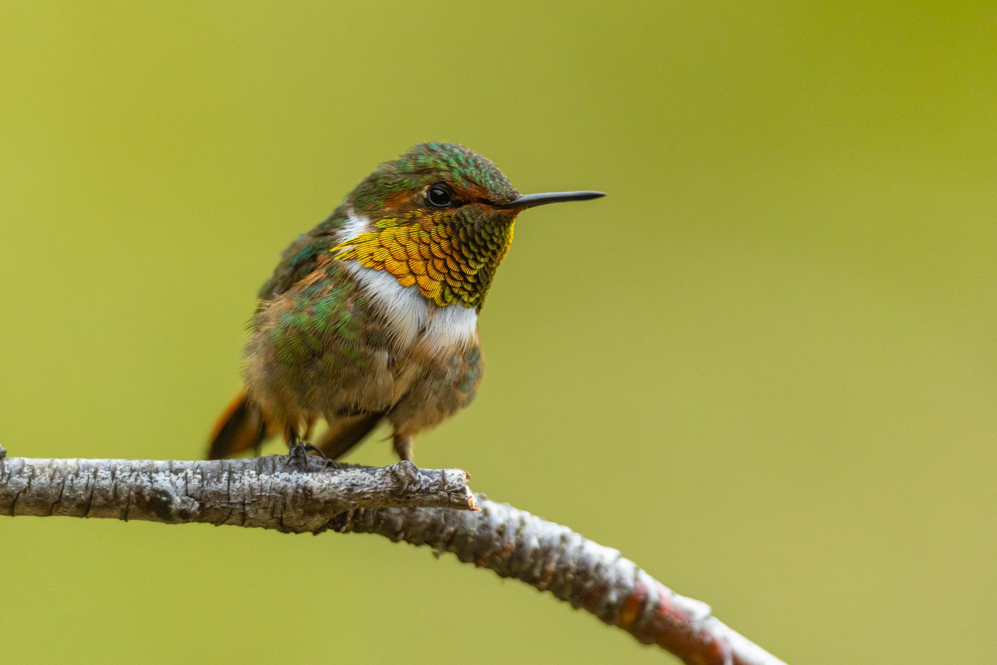 Scintillant Hummingbird