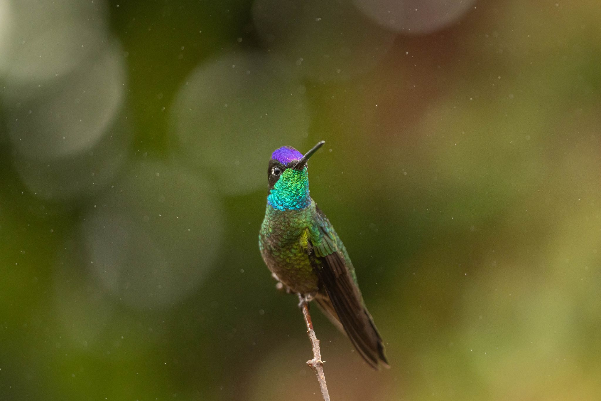 Talamanca Hummingbird