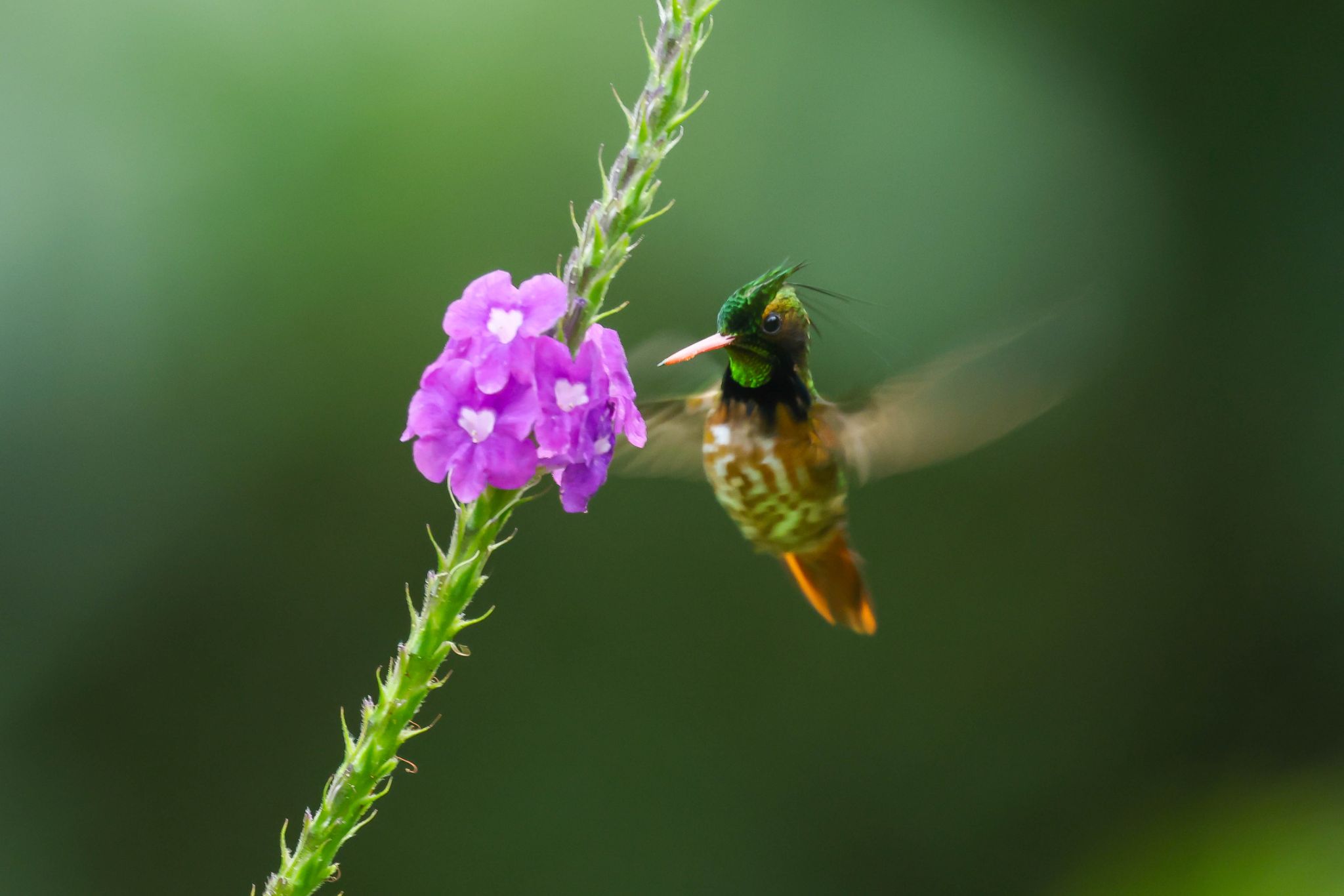 Black-crested Coquette