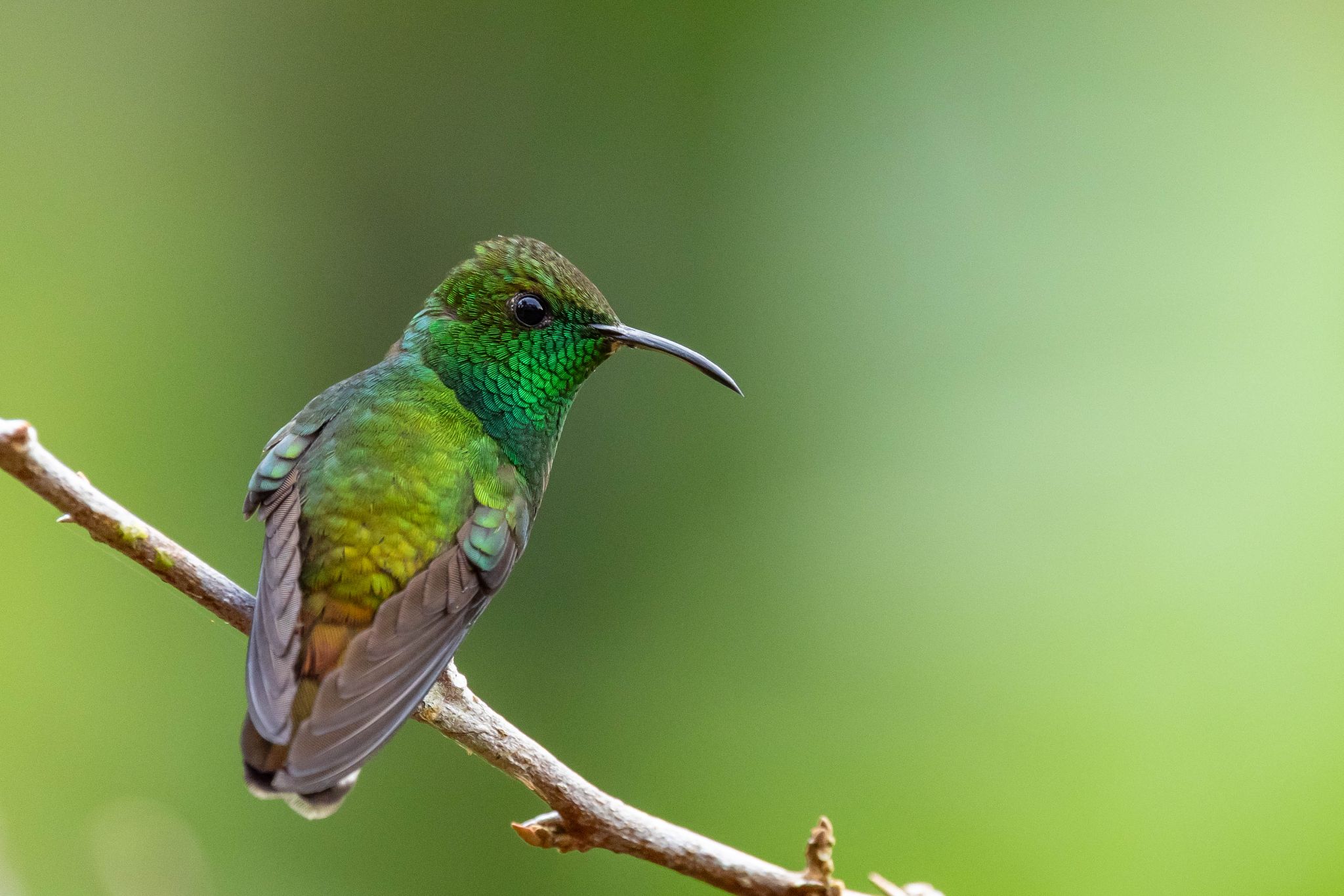 Coppery Headed Emerald