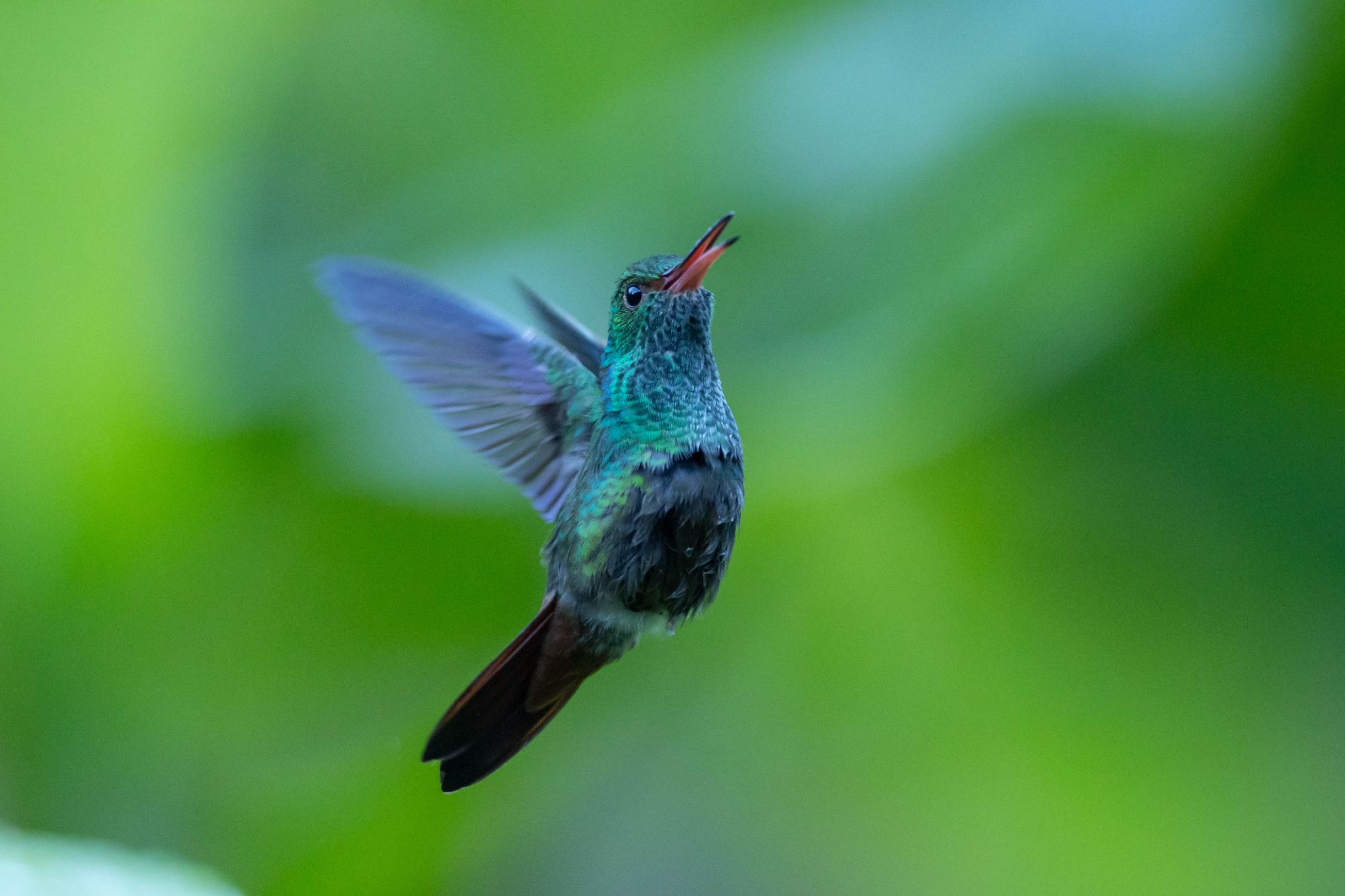 Rufous Tailed Hummingbird