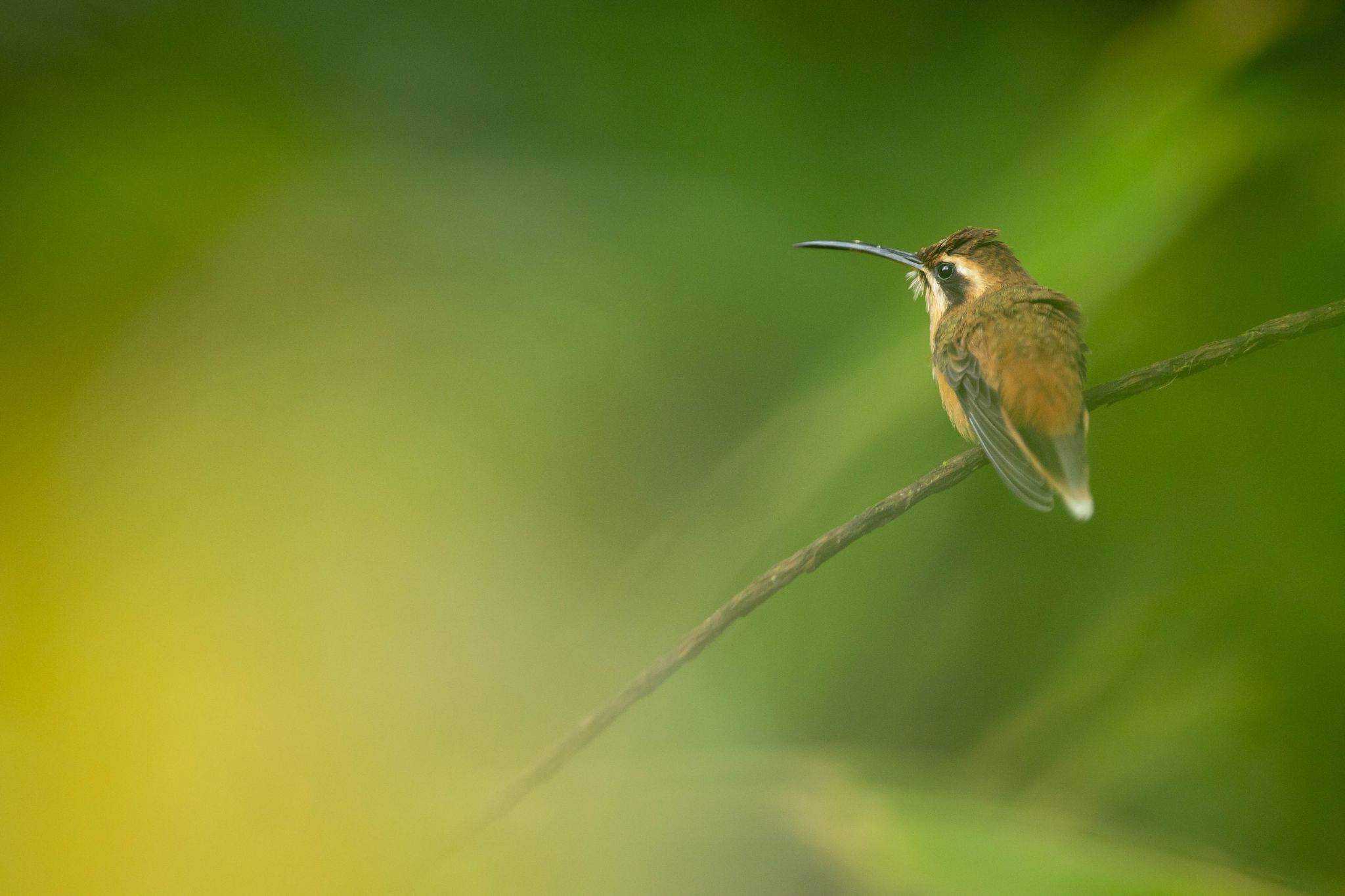 Little Hermit