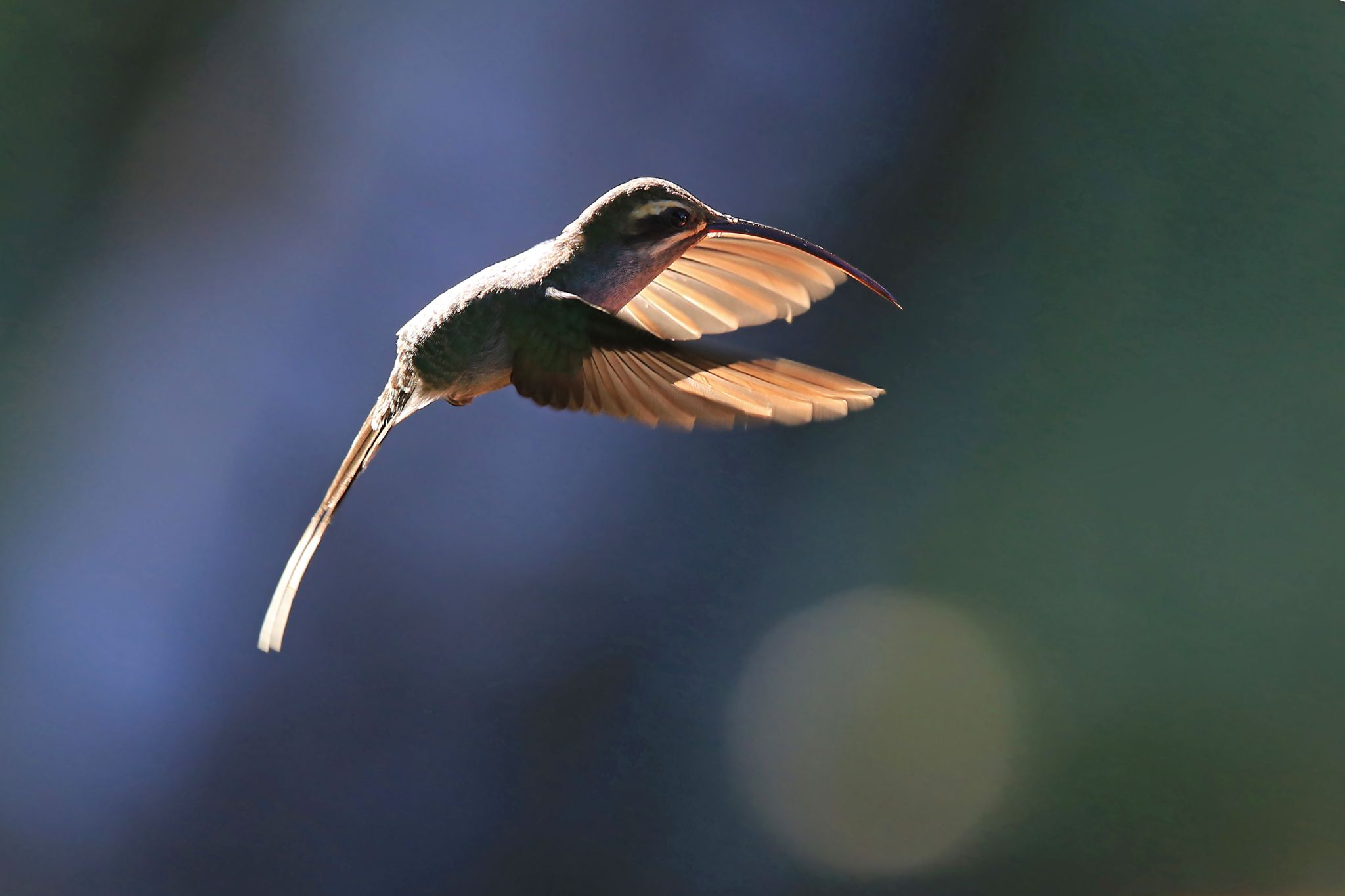 Green Hermit