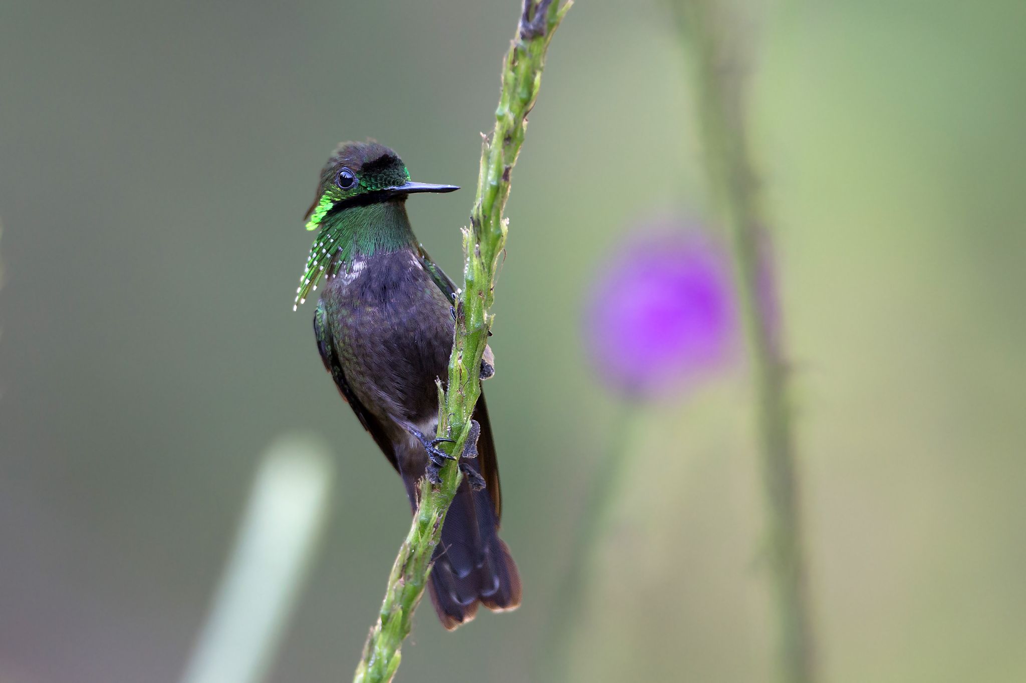 Butterfly Coquette