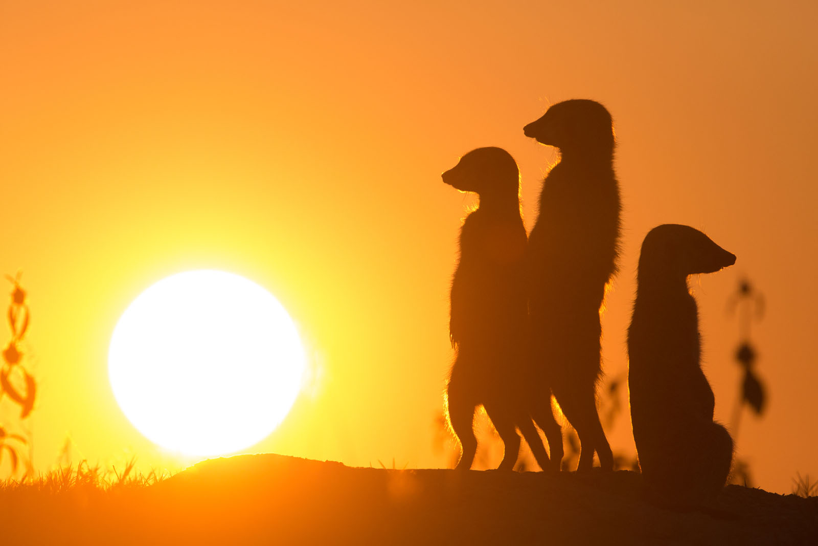 Botswana, Kenia,  Madagascar, Namibia, Senegal, Seychelles, South Africa, Tansania, Togo