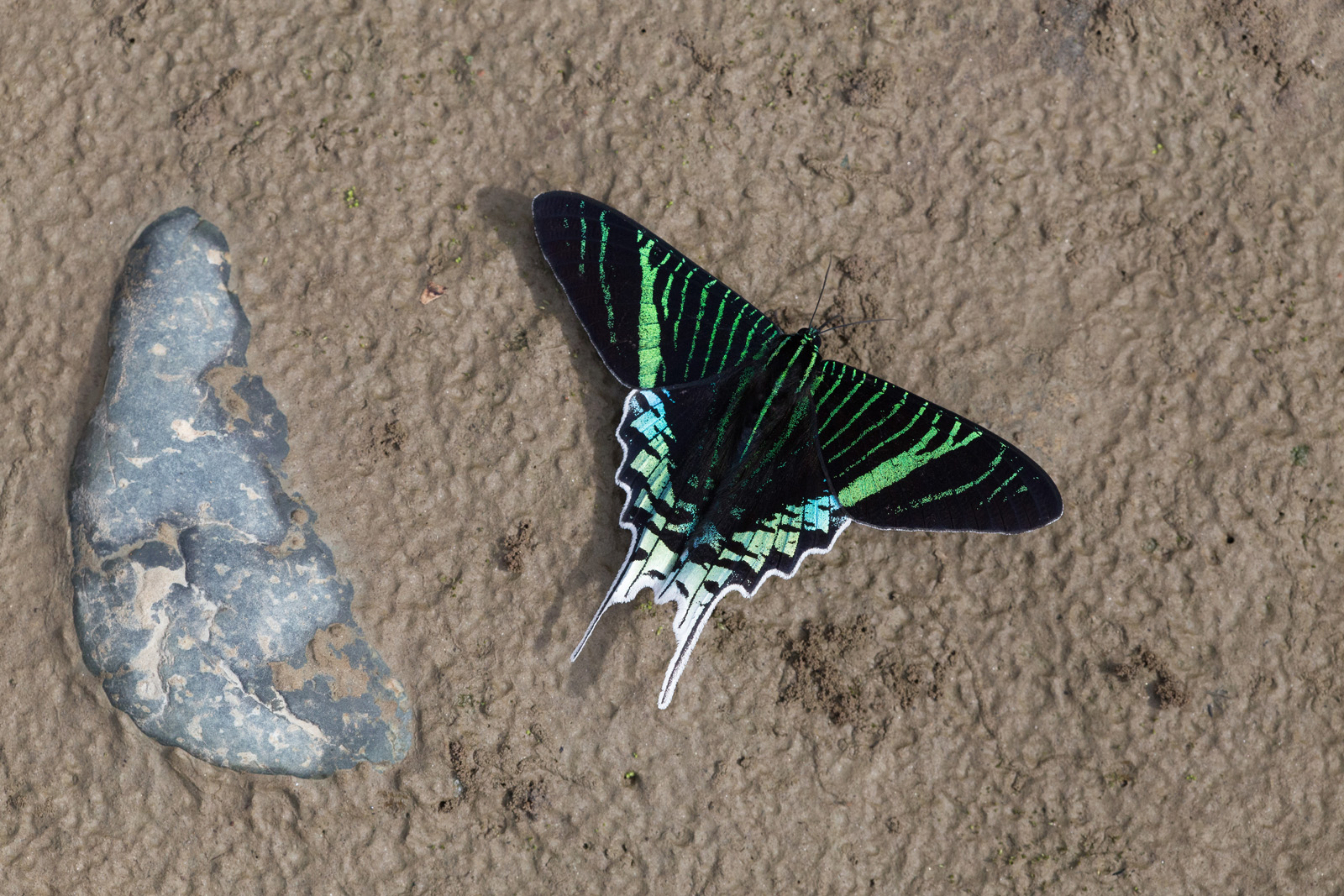 Urania lellus