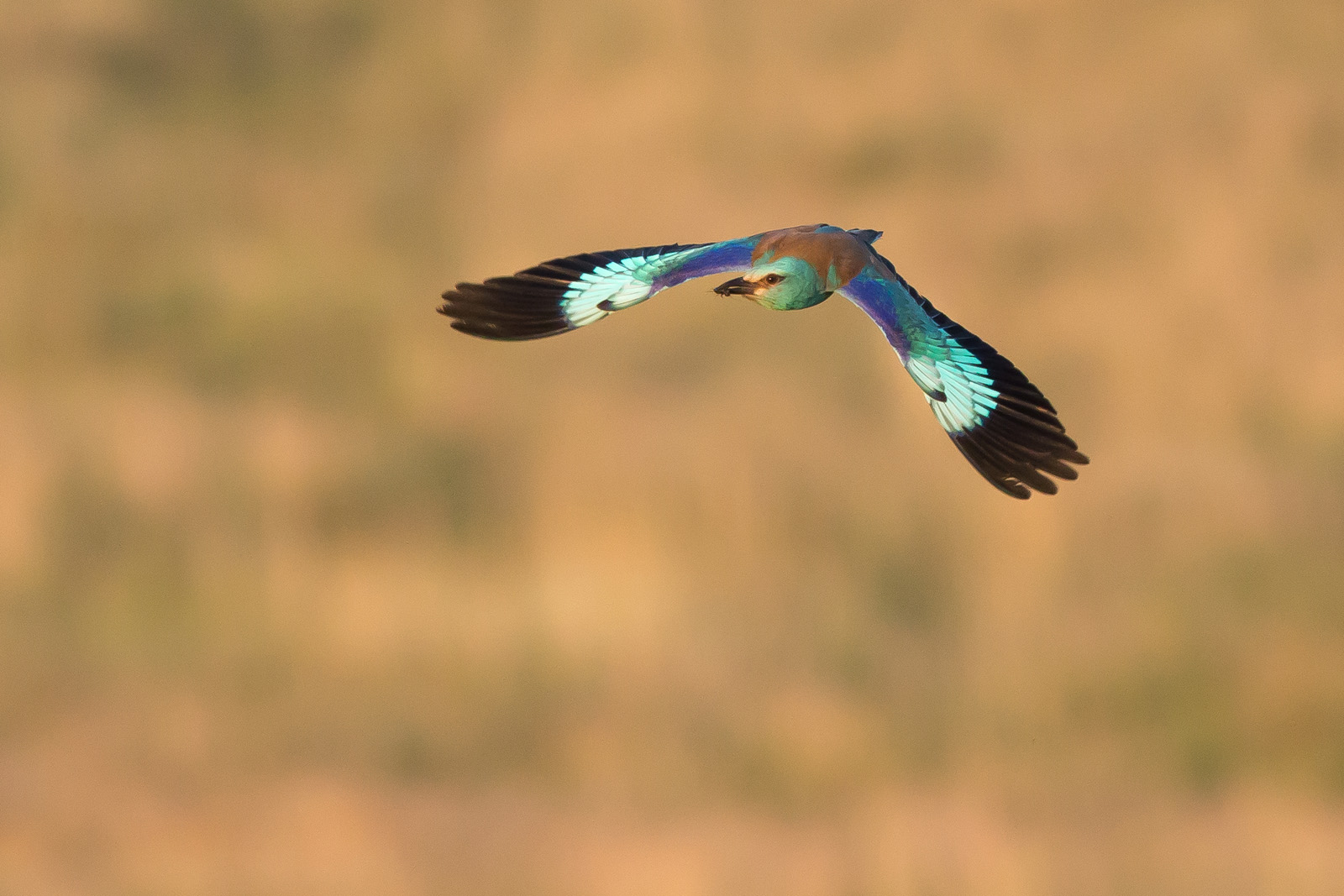 Blauracke im Flug